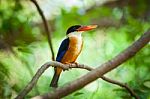 Beautiful Blue Kingfisher Bird Stock Photo