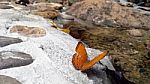 Beautiful Butterfly Crown In Thailand National Park Stock Photo