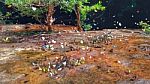 Beautiful Butterfly Crown In Thailand National Park Stock Photo