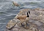 Beautiful Cackling Goose Is Staying On The Rock Near The Water Stock Photo