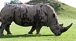 Beautiful Close-up Of The White Rhinoceros Stock Photo