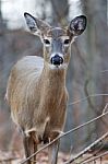 Beautiful Deer Is Looking Around And Listening Stock Photo