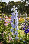 Beautiful Flower At Doi Tung, Thailand Stock Photo