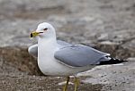 Beautiful Funny Closeup Of The Gull Staying On The Shore Stock Photo