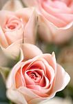 Beautiful Garden Blooming Roses Stock Photo