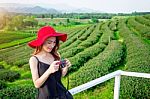 Beautiful Girl With Red Hat In Green Tea Mountain Stock Photo