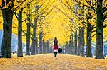 Beautiful Girl With Yellow Leaves In Nami Island, Korea. Nami Island In Autumn Stock Photo