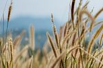 Beautiful Grass Flower Background ,selective Focus Stock Photo