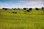 Beautiful Green Field Stock Photo