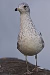 Beautiful Image Of A Gull Standing On A Rock Stock Photo