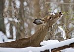 Beautiful Image Of A Wild Deer Eating In The Snowy Forest Stock Photo