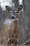 Beautiful Image With The Cute Thoughtful Deer Stock Photo