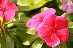 Beautiful Impatiens Flowers In Summer Stock Photo