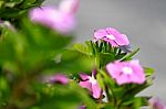 Beautiful Impatiens Flowers In Summer Stock Photo