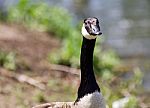 Beautiful Isolated Image Of A Canada Goose Looking Stock Photo