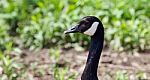 Beautiful Isolated Image Of A Canada Goose Looking Stock Photo