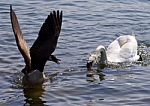 Beautiful Isolated Image Of The Canada Goose Running Away From The Angry Swan Stock Photo