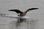 Beautiful Isolated Image Of The Landing Canada Goose Stock Photo