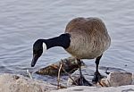 Beautiful Isolated Image With A Cute Canada Goose On The Shore Stock Photo