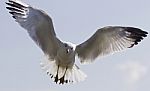 Beautiful Isolated Image With A Flying Gull Stock Photo