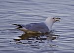 Beautiful Isolated Image With A Gull Swimming In The Lake Stock Photo