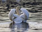 Beautiful Isolated Image With A Swan In The Lake On Sunset Stock Photo