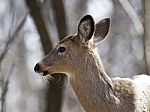 Beautiful Isolated Image With A Wild Deer In The Forest Stock Photo