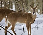 Beautiful Isolated Image With A Wild Deer In The Snowy Forest Stock Photo