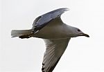 Beautiful Isolated Image With The Gull In Flight Stock Photo