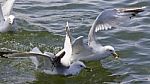 Beautiful Isolated Image With The Gulls Fighting For The Food Stock Photo