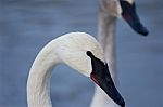 Beautiful Isolated Image With The Trumpeter Swans Stock Photo