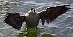 Beautiful Isolated Photo Of A Canada Goose Staying With The Opened Wings Stock Photo