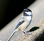 Beautiful Isolated Photo Of A Cute Black-capped Chickadee Bird Stock Photo