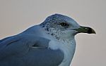 Beautiful Isolated Photo Of A Cute Gull Stock Photo