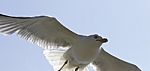 Beautiful Isolated Photo Of A Flying Gull Stock Photo