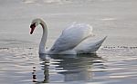 Beautiful Isolated Photo Of A Swan In The Lake Stock Photo