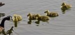 Beautiful Isolated Photo Of A Young Family Of Canada Geese Swimming Stock Photo