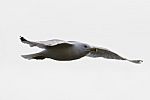 Beautiful Isolated Photo Of The Amazing Gull In Flight Stock Photo