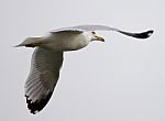 Beautiful Isolated Photo Of The Gull In Flight Stock Photo