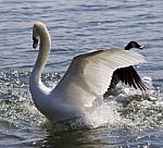 Beautiful Isolated Photo Of The Swan Going Away From The Attack Of The Canada Goose Stock Photo