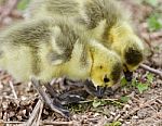 Beautiful Isolated Photo Of Two Young Chicks Of Canada Geese Looking At Something Stock Photo