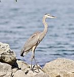 Beautiful Isolated Photo With A Funny Great Heron Standing On A Rock Shore Stock Photo