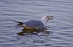 Beautiful Isolated Photo With A Gull Screaming In The Lake Stock Photo