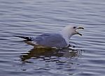 Beautiful Isolated Photo With A Gull Screaming In The Lake Stock Photo