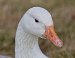 Beautiful Isolated Photo With A Strong Snow Goose On The Grass Field Stock Photo