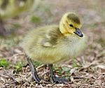 Beautiful Isolated Picture Of A Cute Funny Chick Of Canada Geese Going Stock Photo