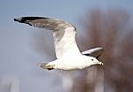 Beautiful Isolated Picture Of A Flying Gull Stock Photo