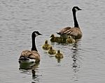 Beautiful Isolated Picture Of A Young Family Of Canada Geese Swimming Stock Photo