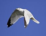 Beautiful Isolated Picture Of The Flying Gull Stock Photo