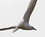 Beautiful Isolated Picture Of The Gull In Flight Stock Photo